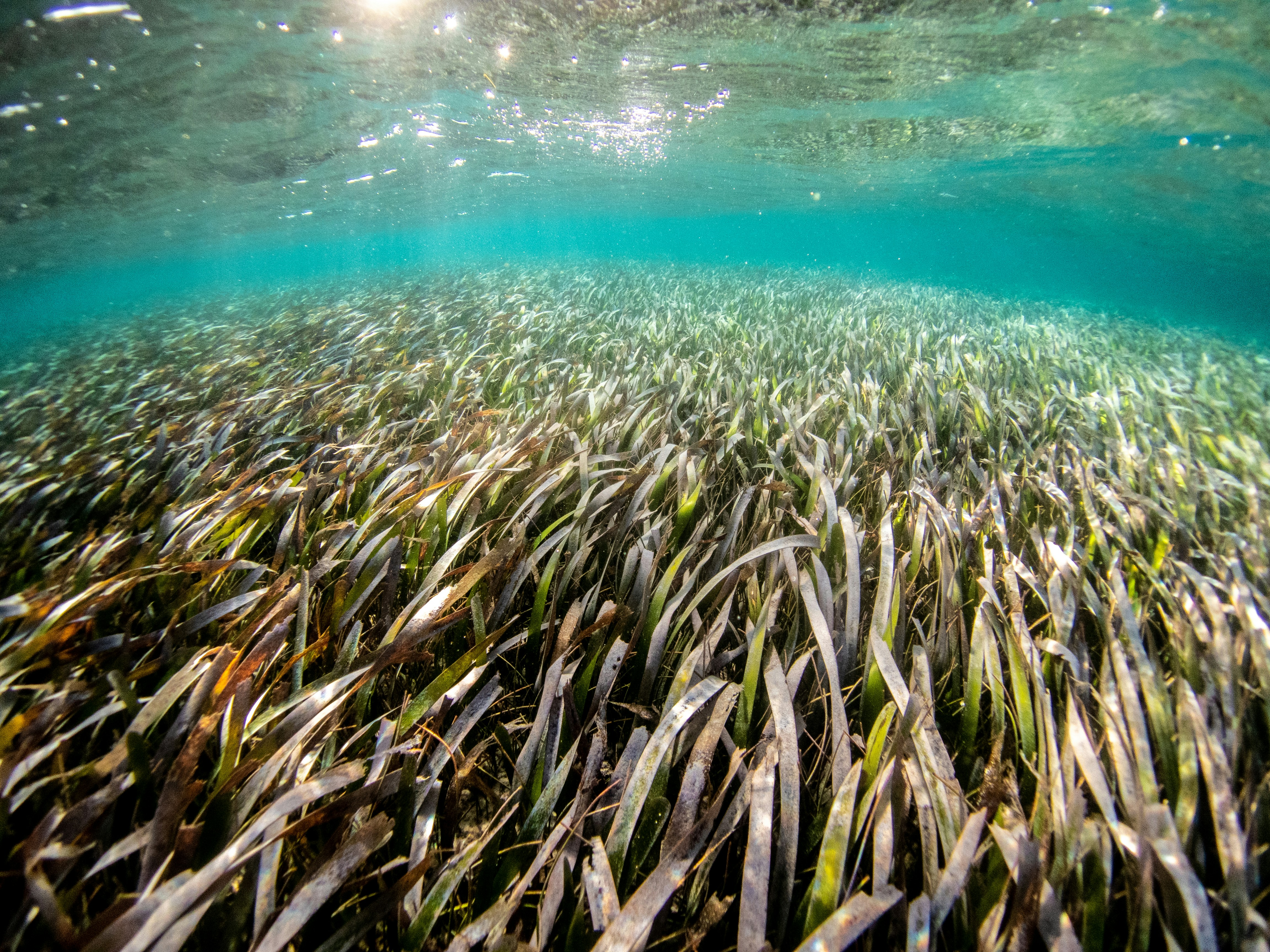 Herbier de posidonie en Méditerranée, vu depuis le fond